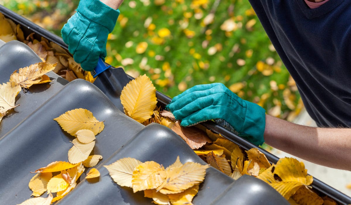 Man Cleaning the Gutter From Autumn Leaves in Bathurst, NSW